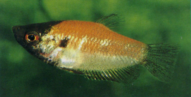 条纹副棘鲷(Parasphaerichthys lineatus)