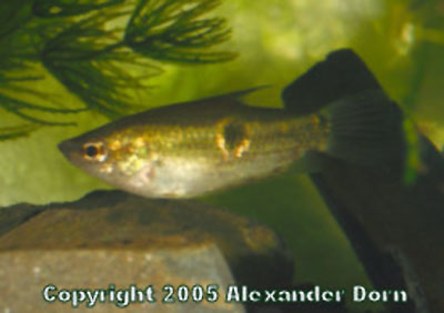 眼斑副棘鲷(Parasphaerichthys ocellatus)