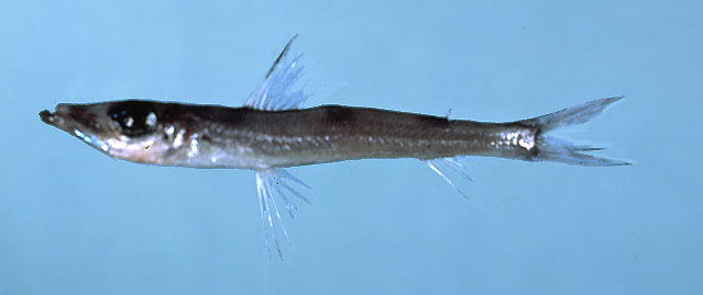 巴西副青眼鱼(Parasudis truculenta)