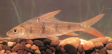 叶副结鱼(Parator zonatus)