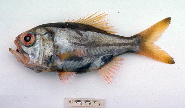 马氏臀棘鲷(Paratrachichthys macleayi)
