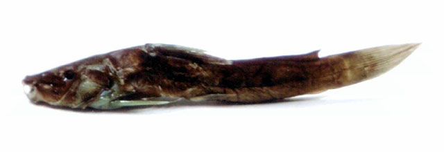 比氏副项鲿(Parauchenoglanis buettikoferi)