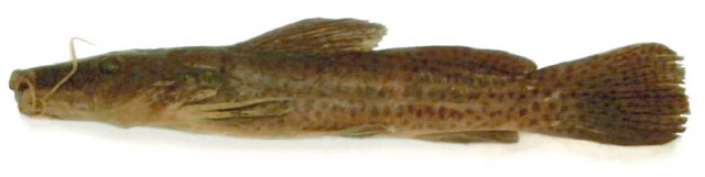 长头副项鲿(Parauchenoglanis longiceps)