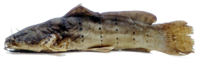 斑副项鲿(Parauchenoglanis punctatus)