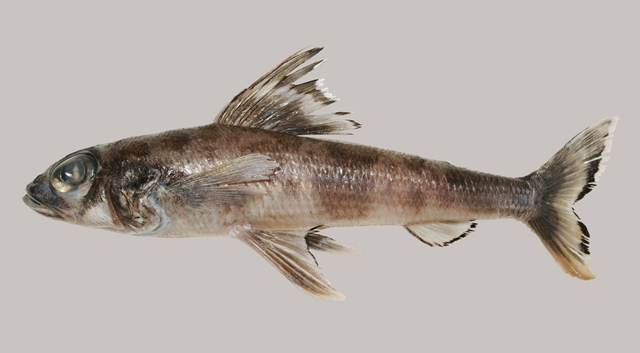 黑边副仙女鱼(Paraulopus balteatus)
