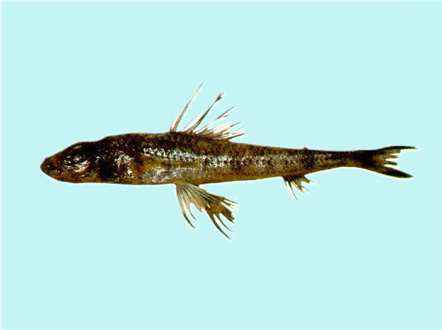 大鳞副仙女鱼(Paraulopus oblongus)