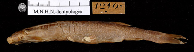 小眼锯颊鲇(Pareiodon microps)