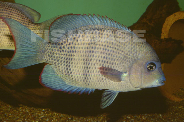 蓝鳍副热鲷(Paretroplus menarambo)