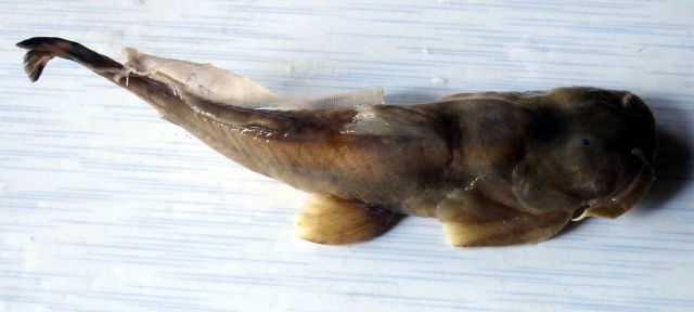 细尾鮡(Pareuchiloglanis gracilicaudata)