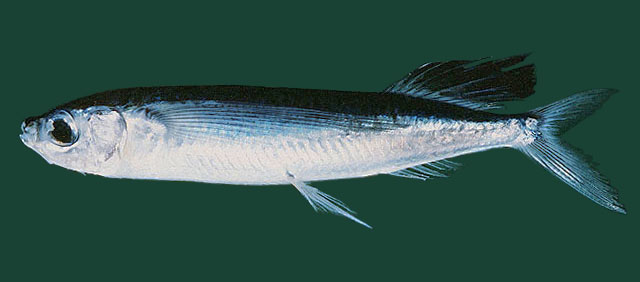 短鳍拟飞鱼(Parexocoetus brachypterus)