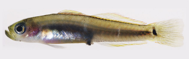 盖氏舌塘鳢(Parioglossus galzini)
