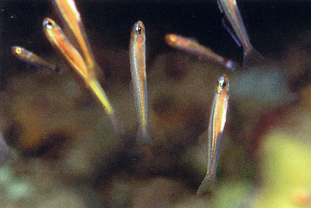 裸舌塘鳢(Parioglossus nudus)