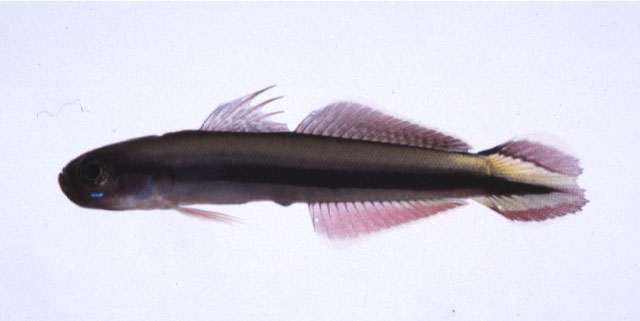 带状舌塘鳢(Parioglossus taeniatus)