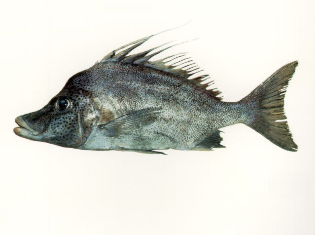 黄点副帆鳍鱼(Paristiopterus gallipavo)