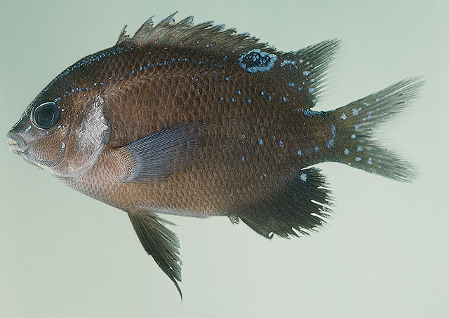小鳞盾豆娘鱼(Parma microlepis)