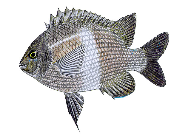 单带盾豆娘鱼(Parma unifasciata)