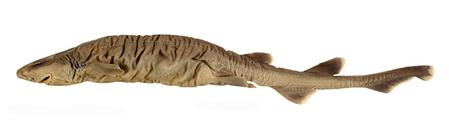 白缘盾尾鲨(Parmaturus albimarginatus)
