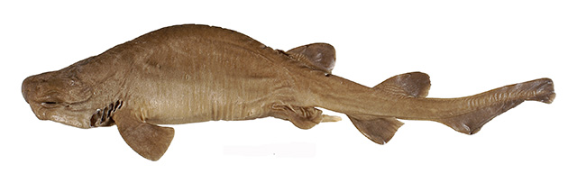 白鳍脚盾尾鲨(Parmaturus albipenis)