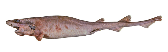 喜暖盾尾鲨(Parmaturus bigus)