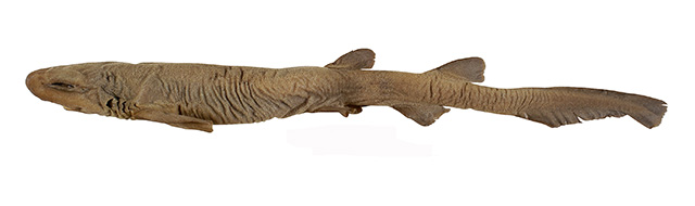 绒毛盾尾鲨(Parmaturus lanatus)