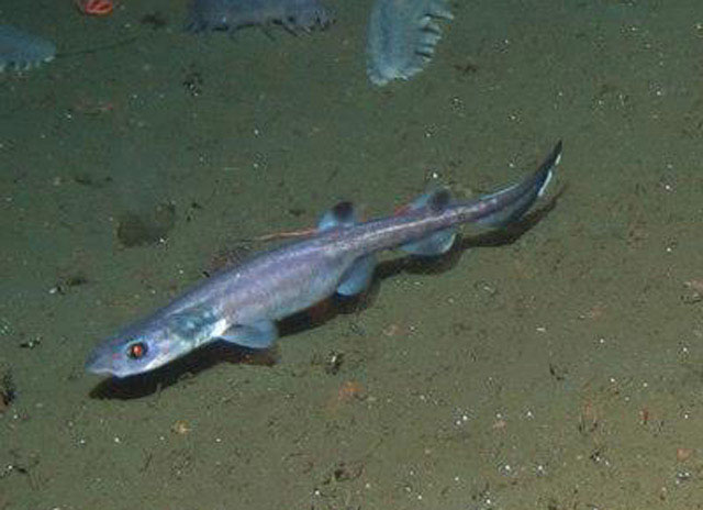 梳尾盾尾鲨(Parmaturus xaniurus)