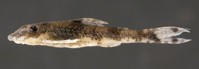 布氏耳孔鲇(Parotocinclus britskii)