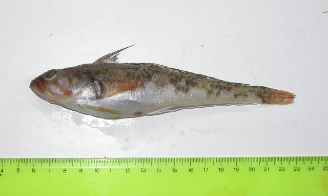 乔氏南美南极鱼(Patagonotothen jordani)