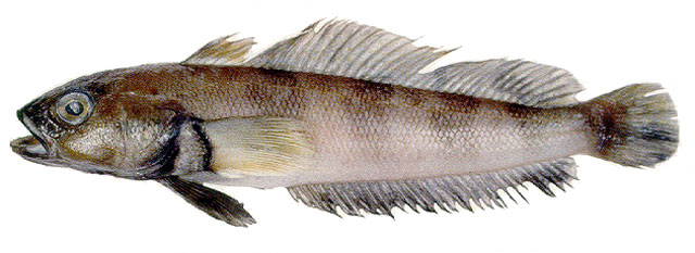拉氏南美南极鱼(Patagonotothen ramsayi)