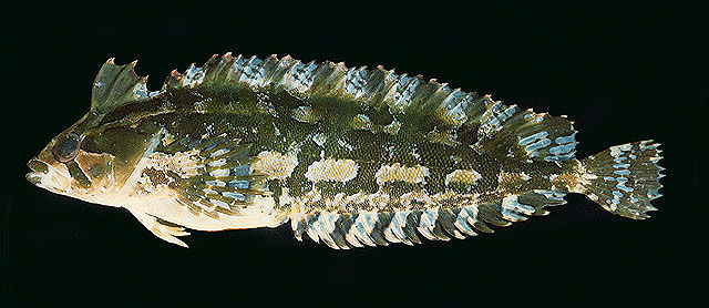 白条凤胎鳚(Pavoclinus graminis)