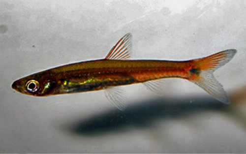 科氏密耙鱼(Pectenocypris korthausae)