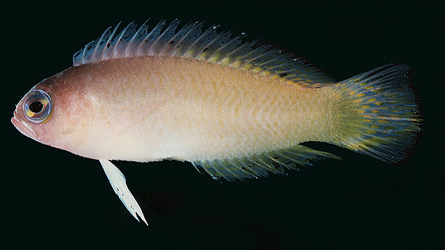 梳雀鲷(Pectinochromis lubbocki)