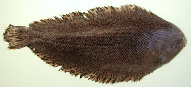 几内亚大鼻鳎(Pegusa lascaris)