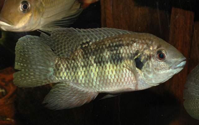 黑带突颌丽鱼(Pelmatochromis nigrofasciatus)