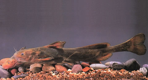 乌苏里黄颡鱼(Pelteobagrus ussuriensis)
