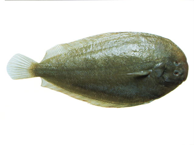 新西兰盾吻鲽(Peltorhamphus novaezeelandiae)