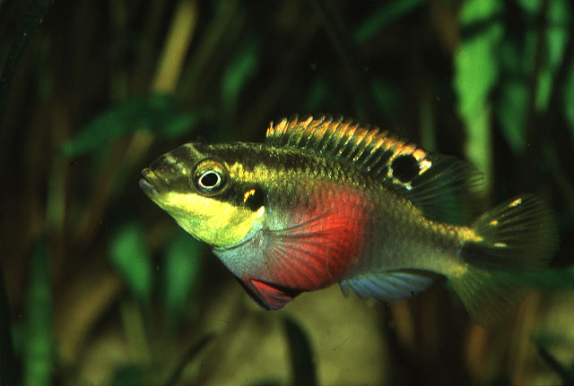 矛耙丽鱼(Pelvicachromis pulcher)