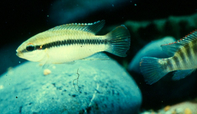 罗氏矛耙丽鱼(Pelvicachromis roloffi)
