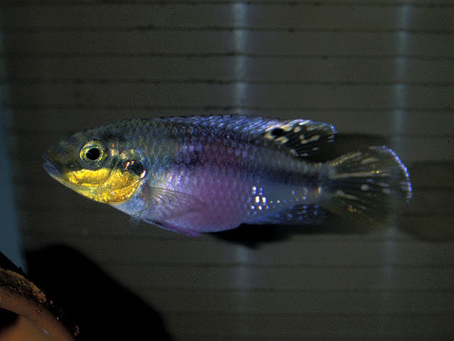 亚晴斑矛耙丽鱼(Pelvicachromis subocellatus)