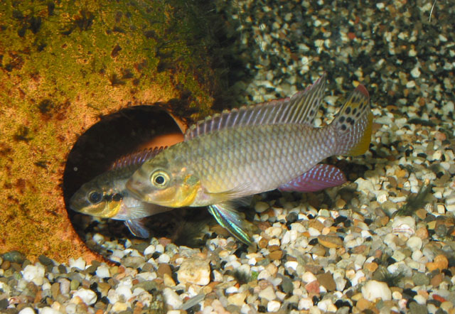 带纹矛耙丽鱼(Pelvicachromis taeniatus)