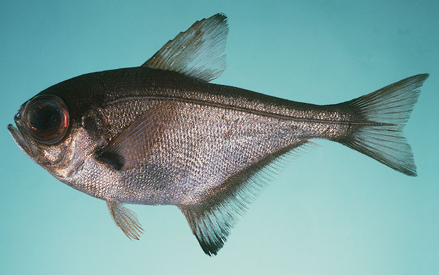 壮单鳍鱼(Pempheris adspersa)