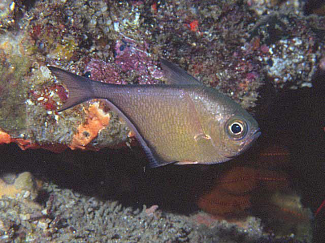 暗单鳍鱼(Pempheris adusta)