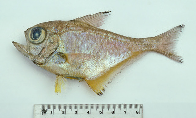 安芬单鳍鱼(Pempheris affinis)