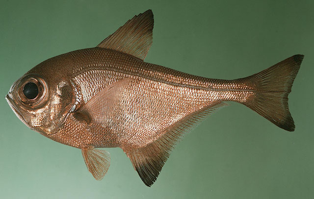 棕黄单鳍鱼(Pempheris analis)