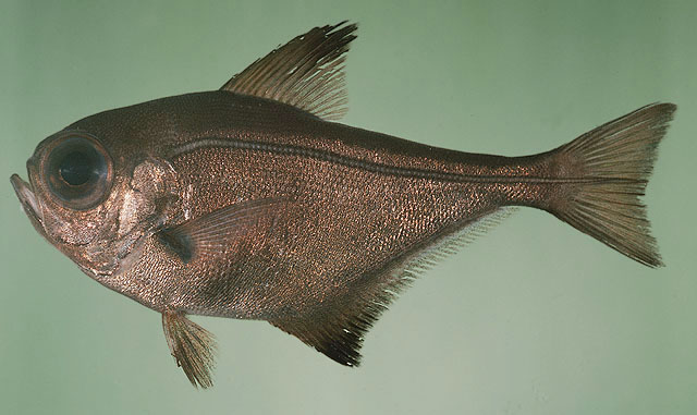 日本单鳍鱼(Pempheris japonica)