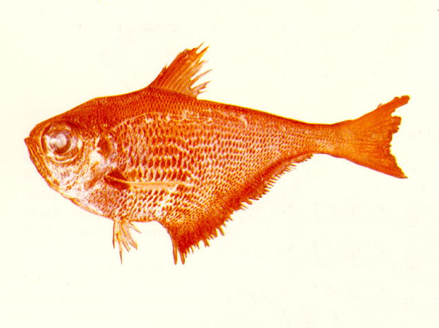 摩鹿加单鳍鱼(Pempheris molucca)