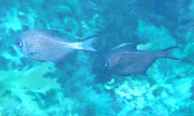 多辐单鳍鱼(Pempheris multiradiata)