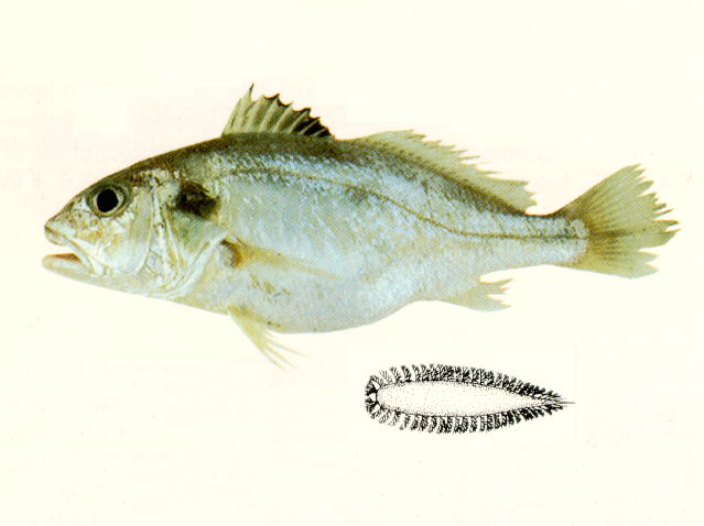 斑鳍银姑鱼(Pennahia pawak)