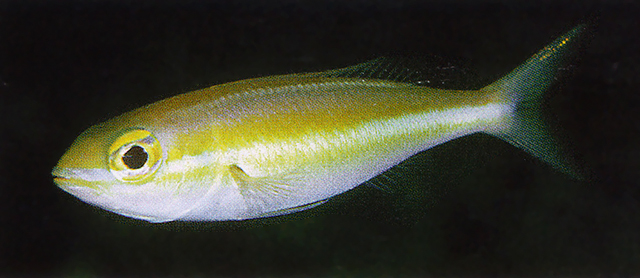 长崎锥齿鲷(Pentapodus nagasakiensis)