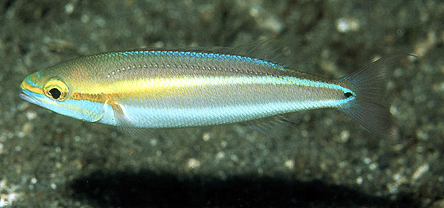 线尾锥齿鲷(Pentapodus setosus)