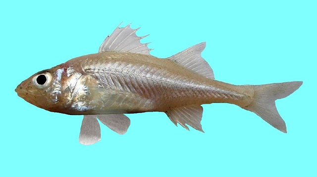 黑海腔鲈(Percarina demidoffii)